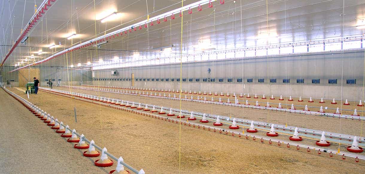 Hähnchenmaststall von Haas Landwirtschaftsbau
