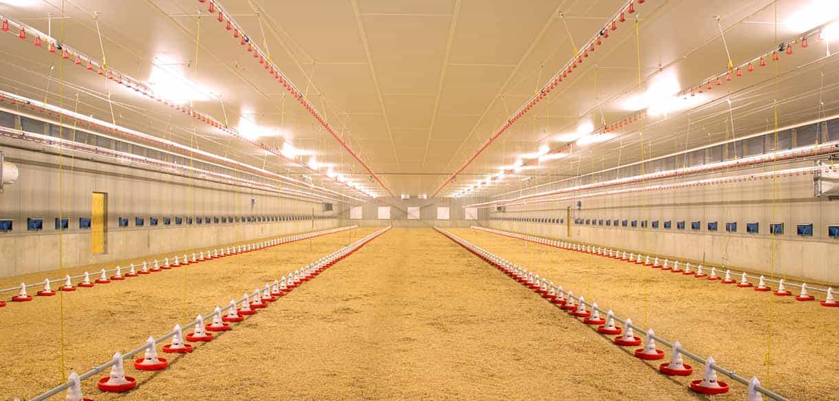 Hähnchenmaststall von Haas Landwirtschaftsbau