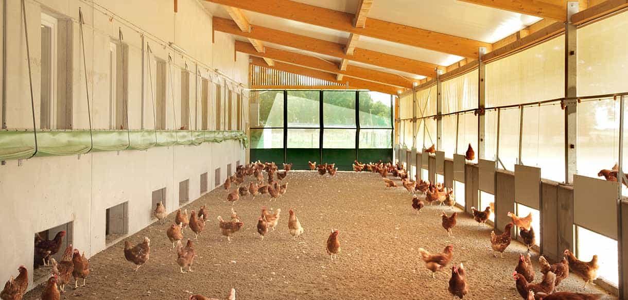 Legehennenstall von Haas Landwirtschaftsbau