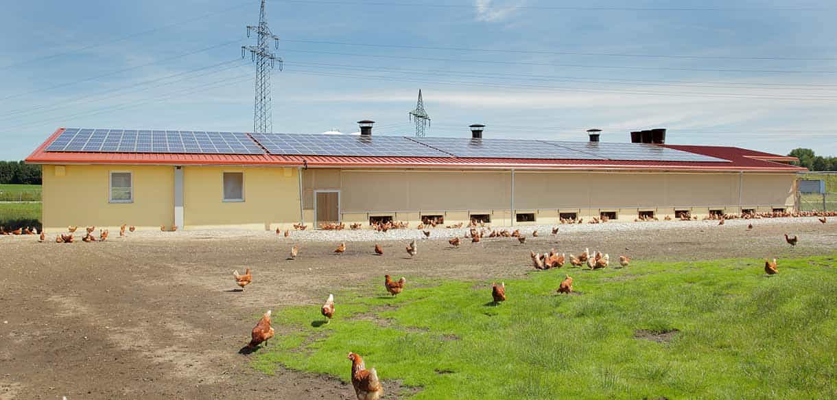 Legehennenstall von Haas Landwirtschaftsbau