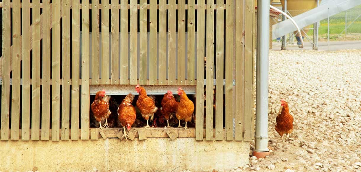 Bio Legehennenstall von Haas Landwirtschaftsbau