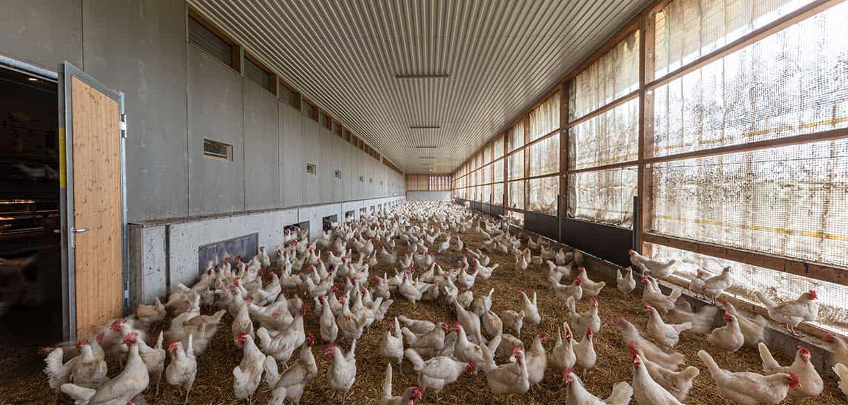 Legehennenstall von Haas Landwirtschaftsbau