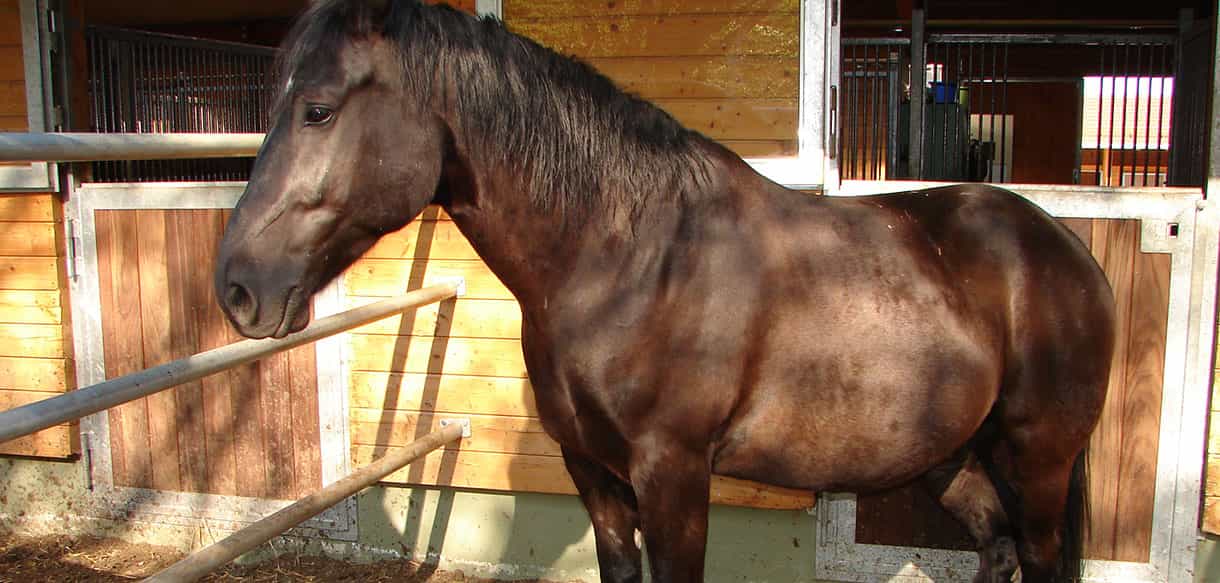 Reitanlage von Haas Landwirtschaftsbau