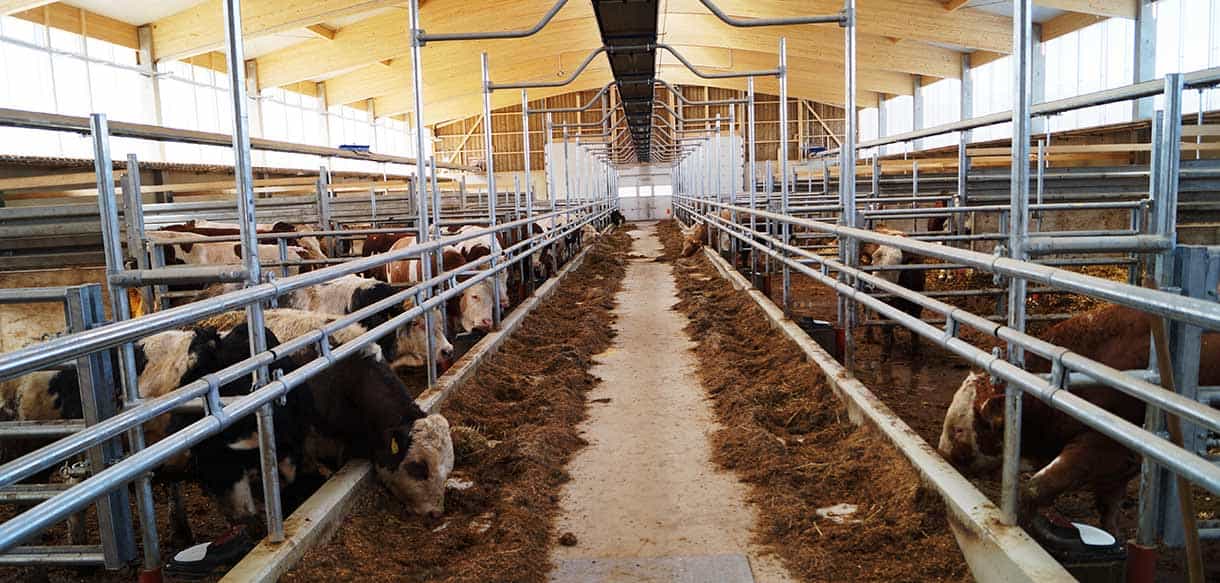 Bullenmaststall mit Firstlüftung von Haas Landwirtschaftsbau