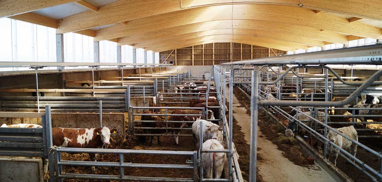 Bullenmaststall mit Firstlüftung von Haas Landwirtschaftsbau