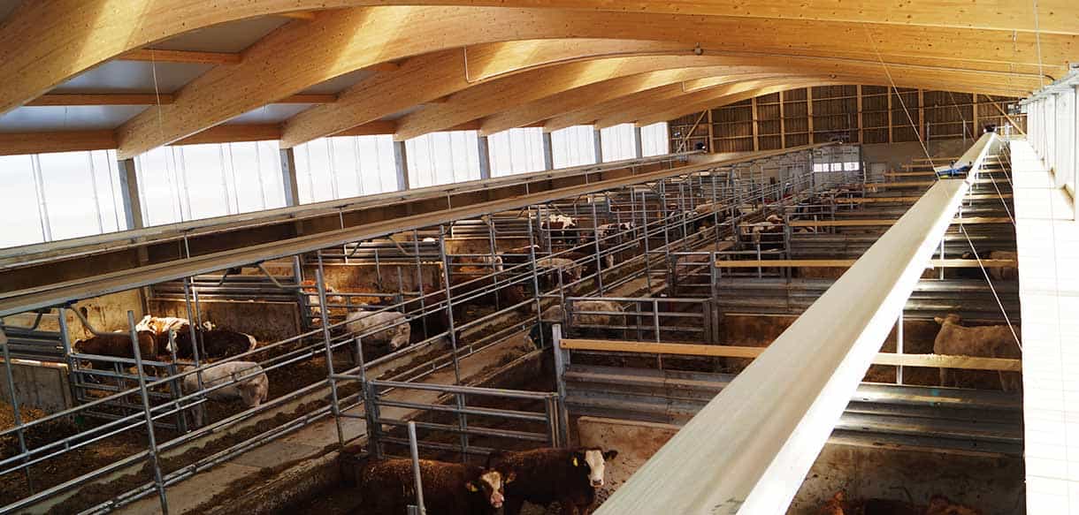 Bullenmaststall mit Firstlüftung von Haas Landwirtschaftsbau