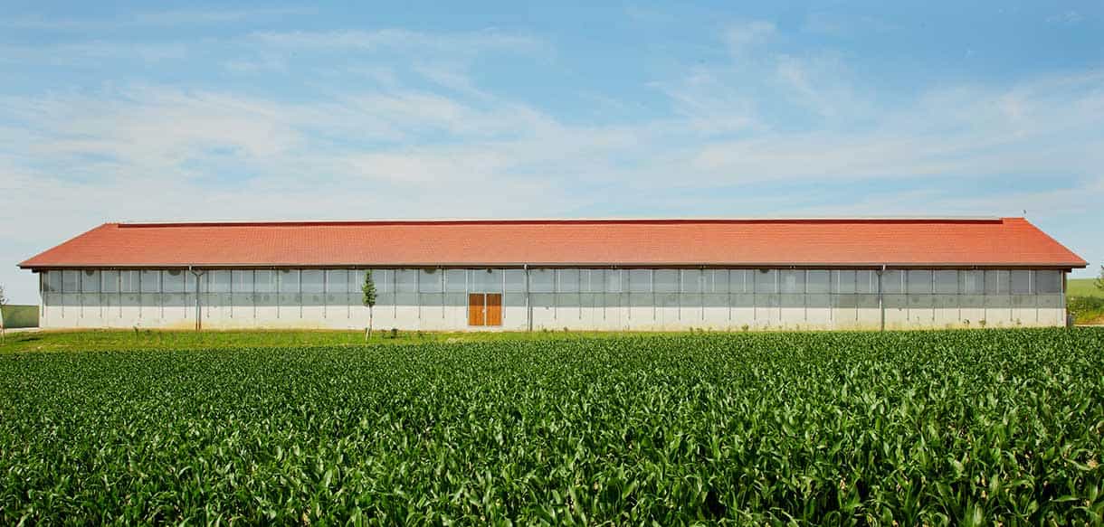 Bullenmaststall von Haas Landwirtschaftsbau