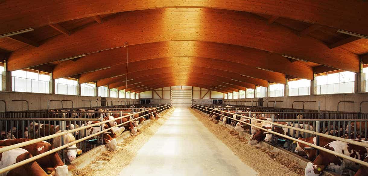 Bullenmaststall von Haas Landwirtschaftsbau