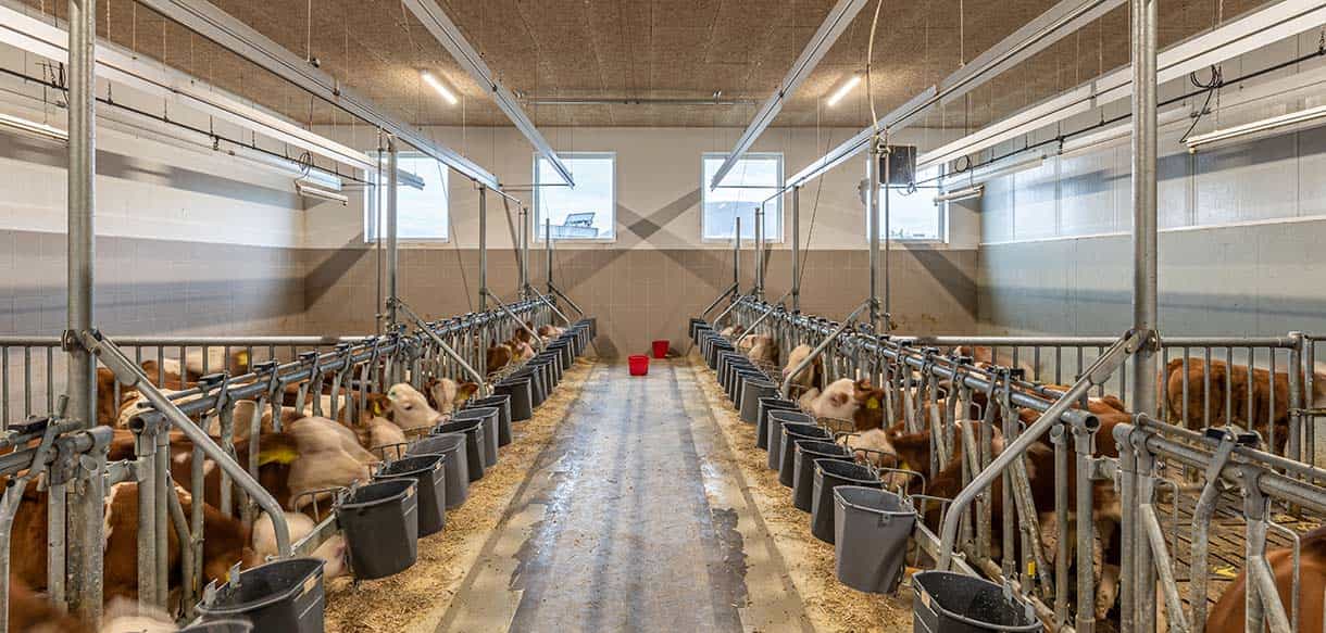 Kälber- und Jungviehstall von Haas Landwirtschaftsbau