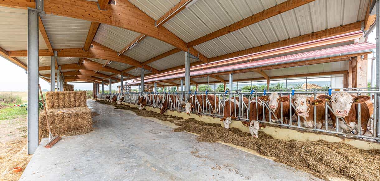 Kälber- und Jungviehstall von Haas Landwirtschaftsbau