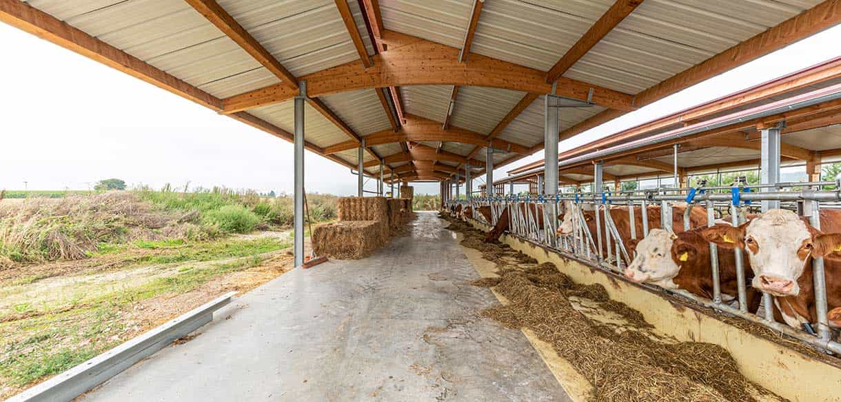 Kälber- und Jungviehstall von Haas Landwirtschaftsbau