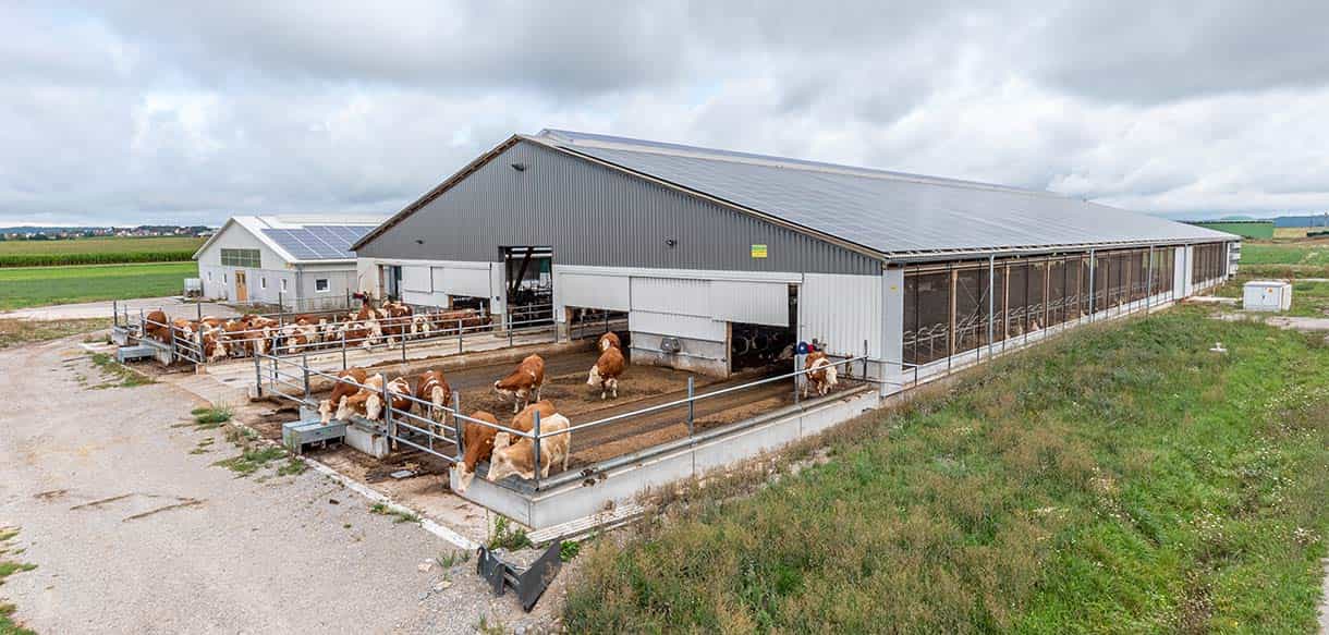 Milchviehlaufstall von Haas Landwirtschaftsbau