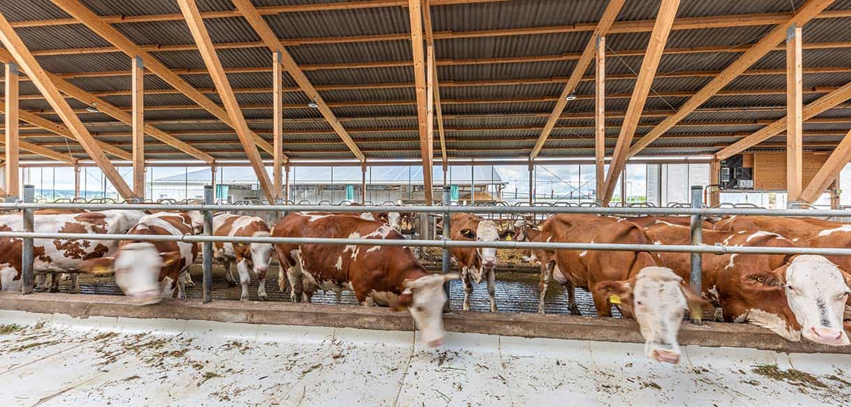 Milchviehlaufstall von Haas Landwirtschaftsbau