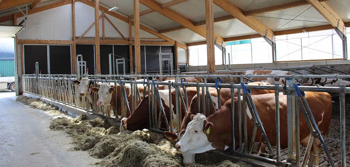 Abkalbstall mit Firstlüftung von Haas Landwirtschaftsbau