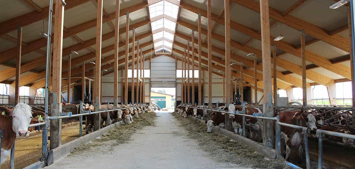 Abkalbstall mit Firstlüftung von Haas Landwirtschaftsbau
