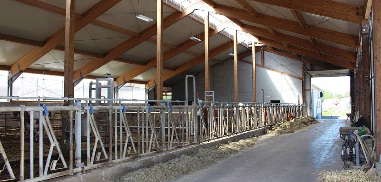 Abkalbstall mit Firstlüftung von Haas Landwirtschaftsbau