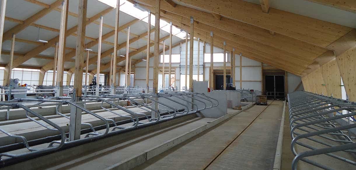 Abkalbstall mit Firstlüftung von Haas Landwirtschaftsbau