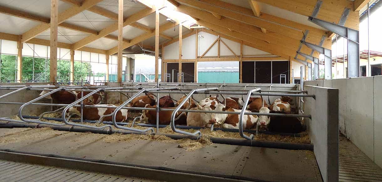 Innenansicht des Milchviehstalls in Aufseß mit Kühen am Fressgitter unter Holzdach