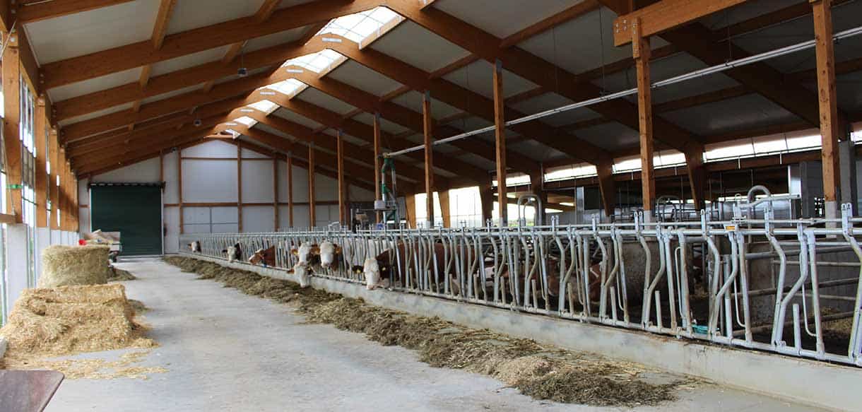 Milchviehstall von Haas Landwirtschaftsbau