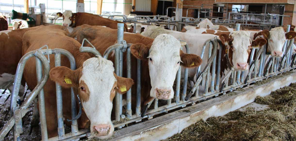 Milchviehstall mit Firstbelichtung von Haas Landwirtschaftsbau