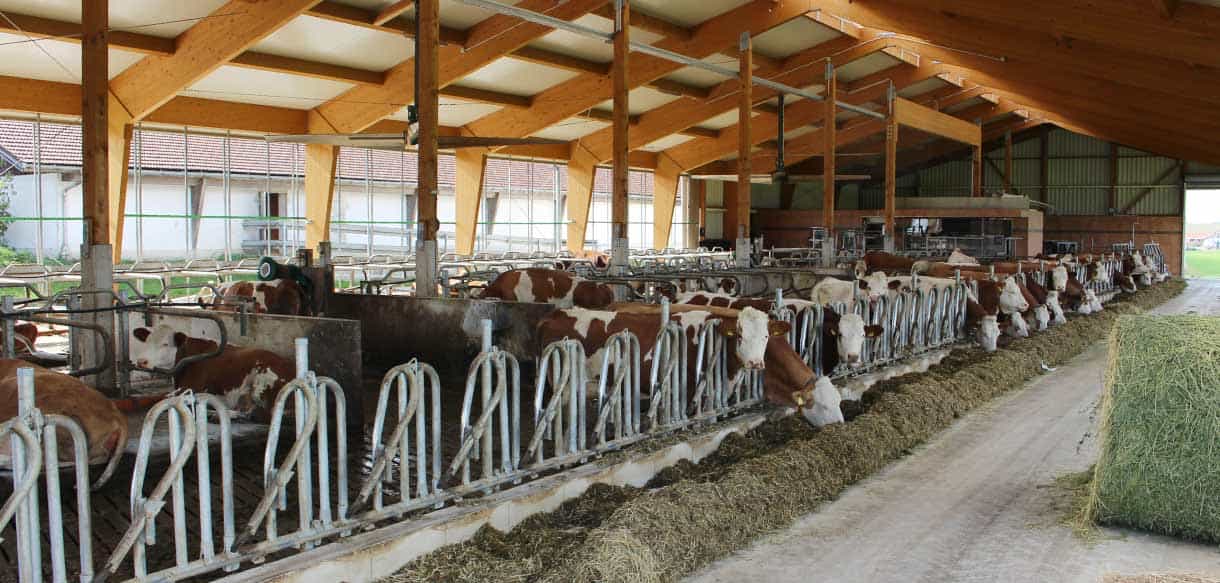 Milchviehstall mit Firstbelichtung von Haas Landwirtschaftsbau