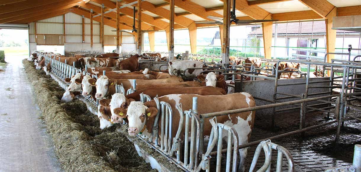 Milchviehstall mit Firstbelichtung von Haas Landwirtschaftsbau