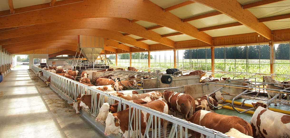 Milchviehstall von Haas Landwirtschaftsbau