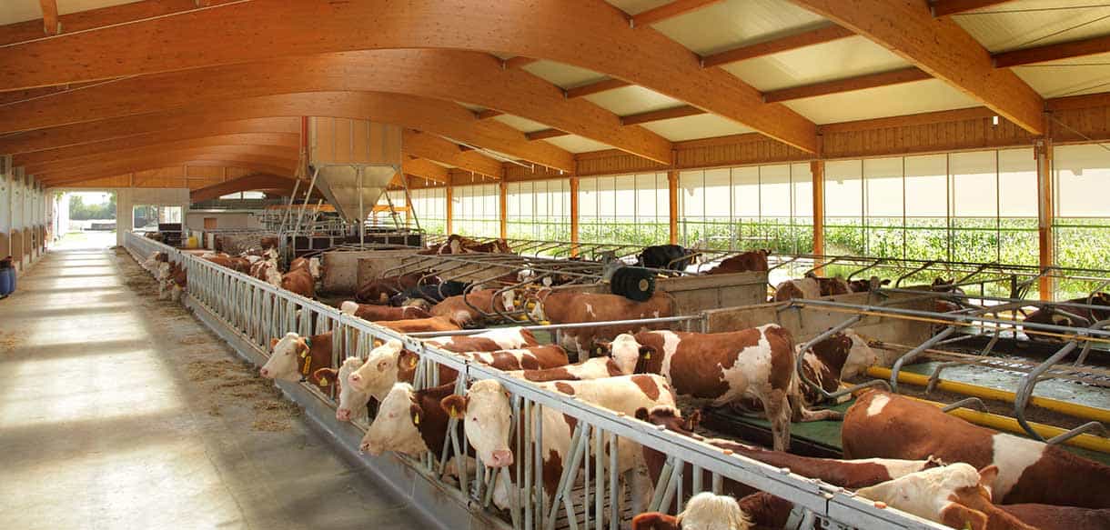 Milchviehstall von Haas Landwirtschaftsbau