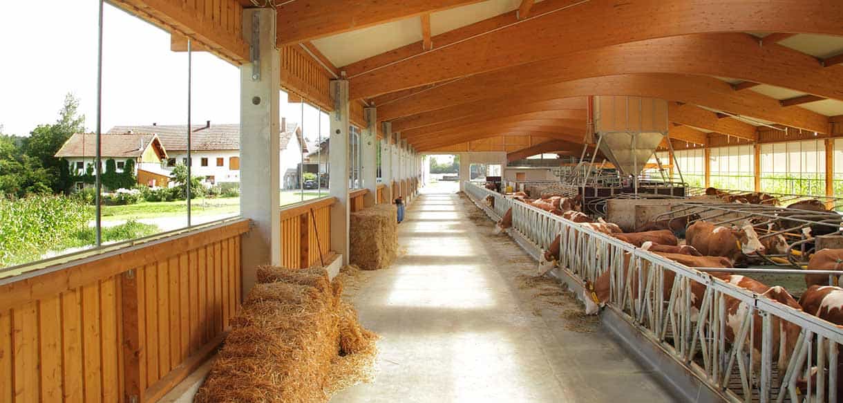Milchviehstall von Haas Landwirtschaftsbau