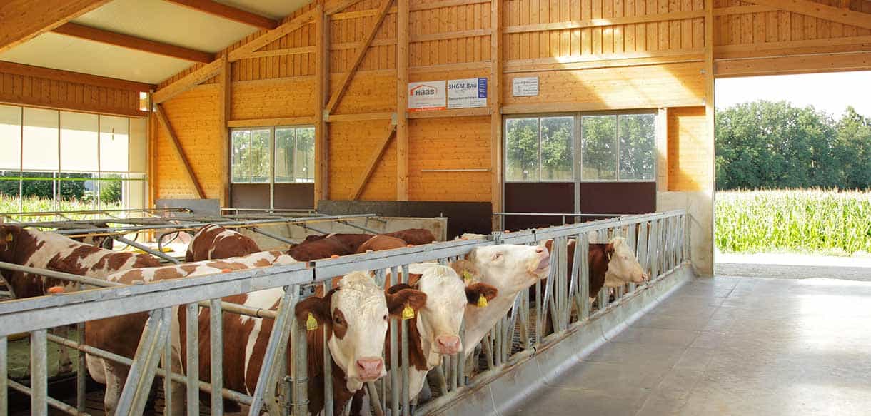 Milchviehstall von Haas Landwirtschaftsbau
