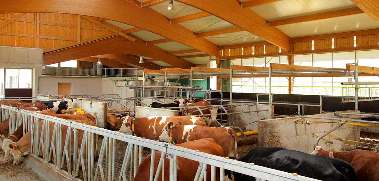 Milchviehstall von Haas Landwirtschaftsbau