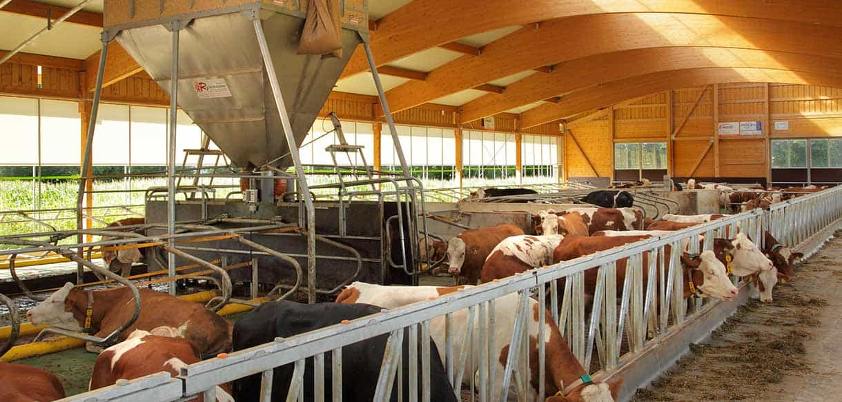 Milchviehstall von Haas Landwirtschaftsbau
