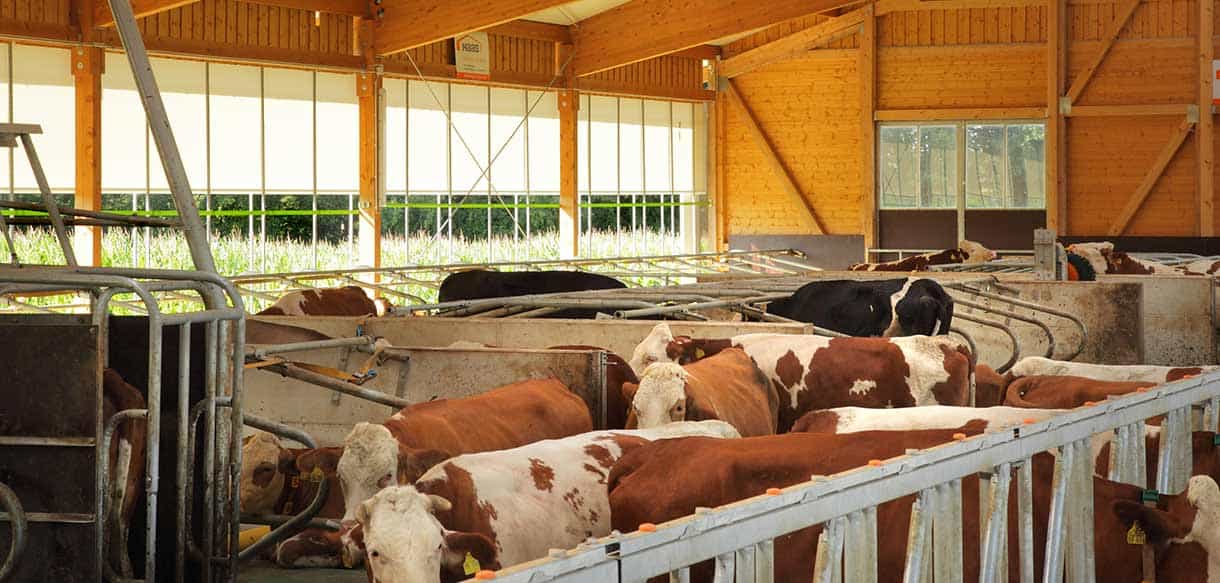Milchviehstall von Haas Landwirtschaftsbau