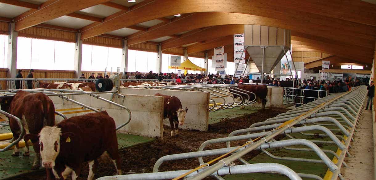 Milchviehstall von Haas Landwirtschaftsbau