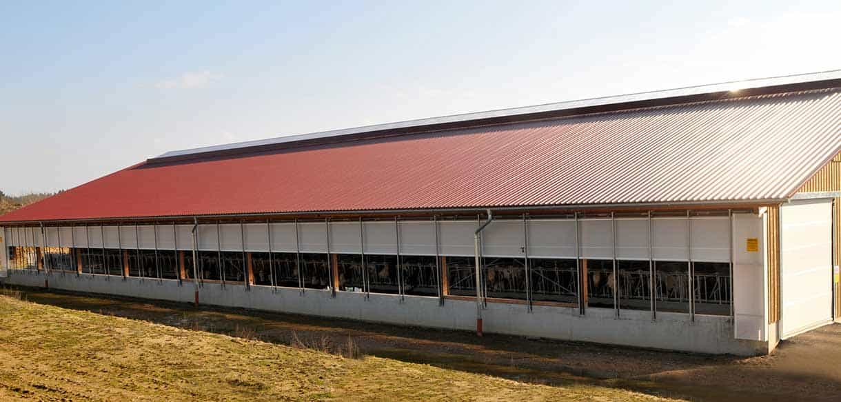 Milchviehstall mit Firstlüftung von Haas Landwirtschaftsbau