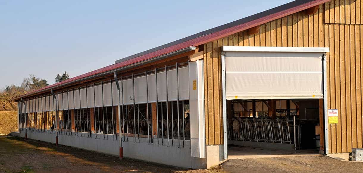 Milchviehstall mit Firstlüftung von Haas Landwirtschaftsbau