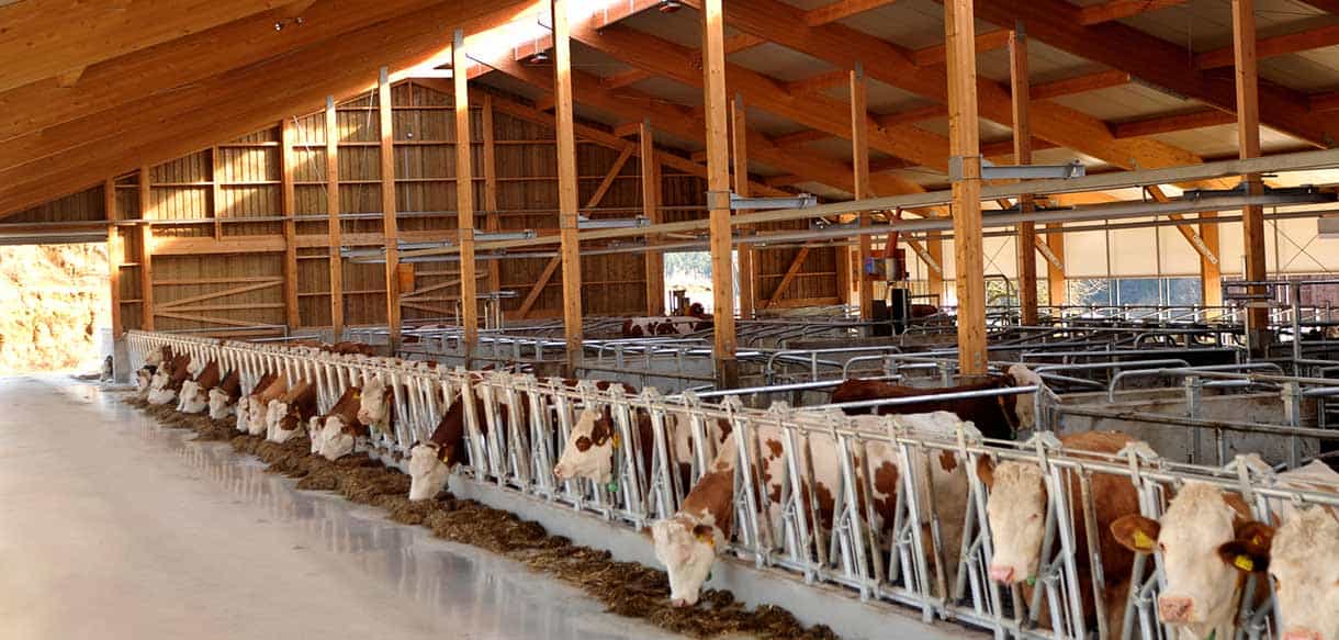 Milchviehstall mit Firstlüftung von Haas Landwirtschaftsbau