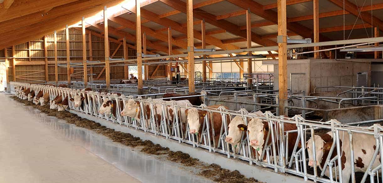 Milchviehstall mit Firstlüftung von Haas Landwirtschaftsbau