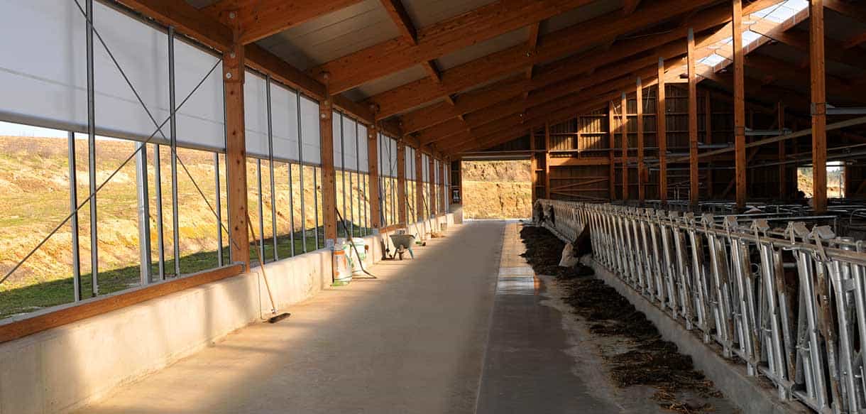 Milchviehstall mit Firstlüftung von Haas Landwirtschaftsbau