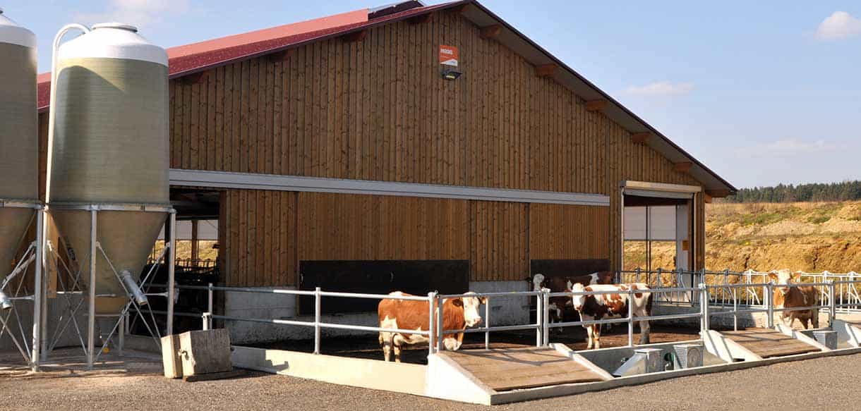 Milchviehstall mit Firstlüftung von Haas Landwirtschaftsbau