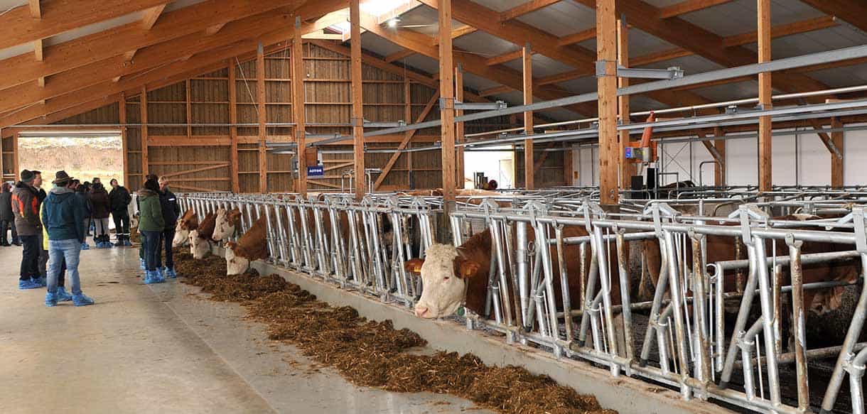 Besuchergruppe am Fressgang mit Kühen im Milchviehstall in Falkenberg