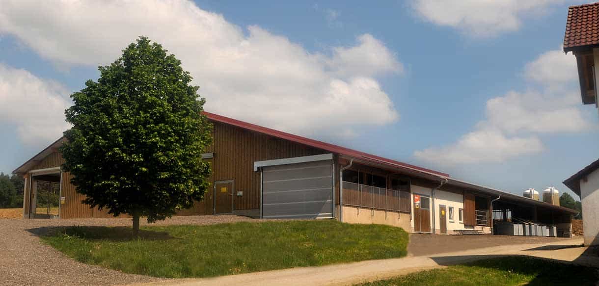 Milchviehstall mit Firstlüftung von Haas Landwirtschaftsbau