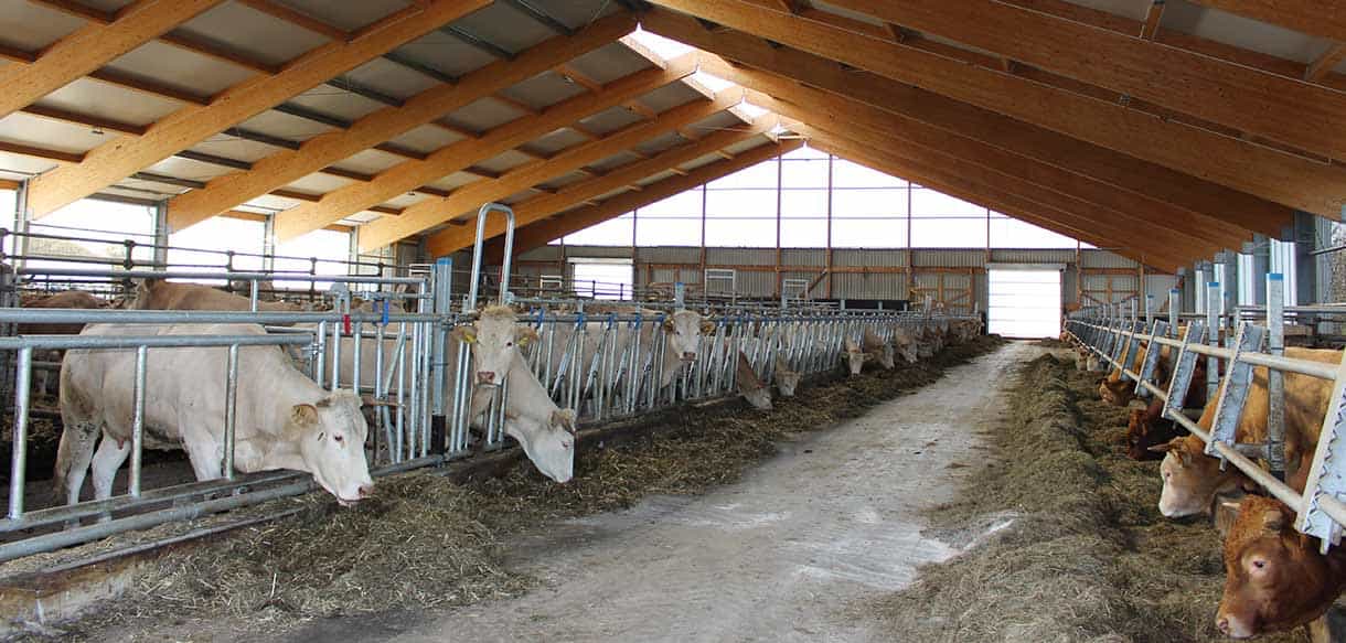 Mutterkuhstall von Haas Landwirtschaftsbau