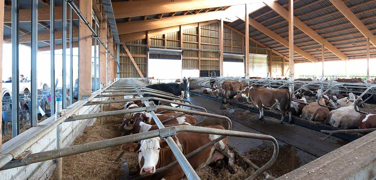 Milchviehstall von Haas Landwirtschaftsbau
