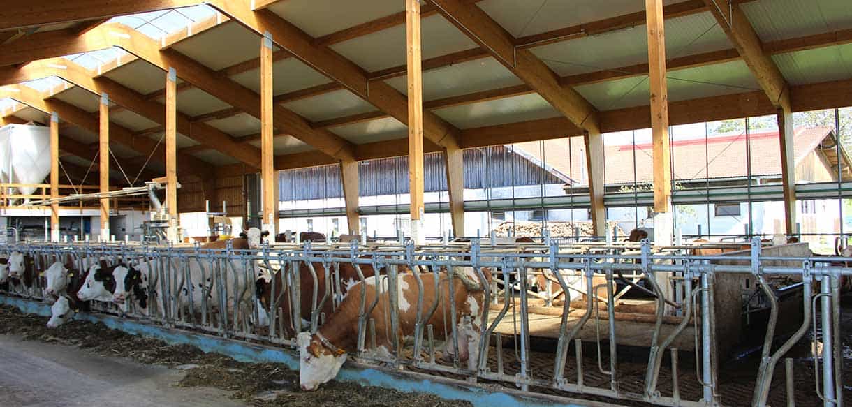 Milchviehstall von Haas Landwirtschaftsbau
