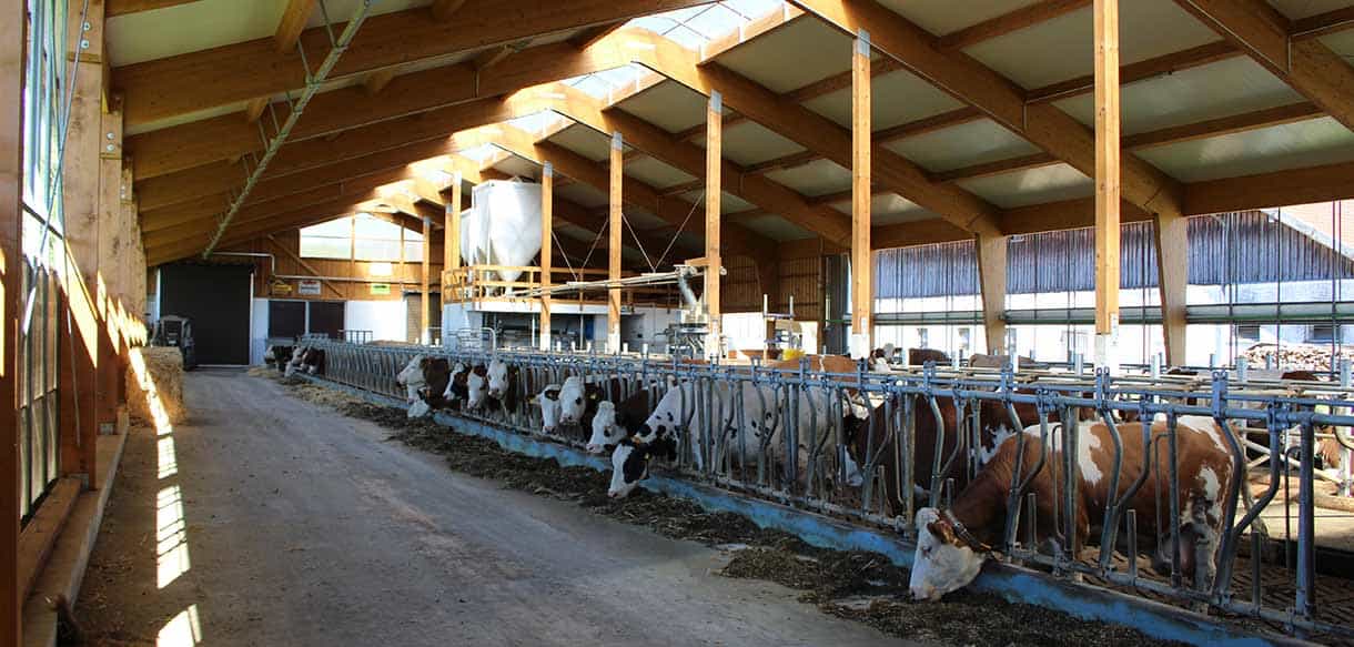 Milchviehstall von Haas Landwirtschaftsbau