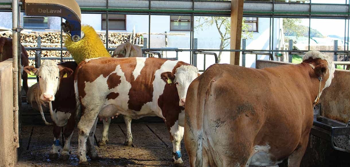 Milchviehstall von Haas Landwirtschaftsbau