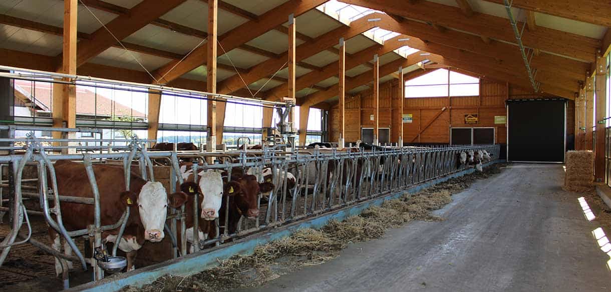 Milchviehstall von Haas Landwirtschaftsbau
