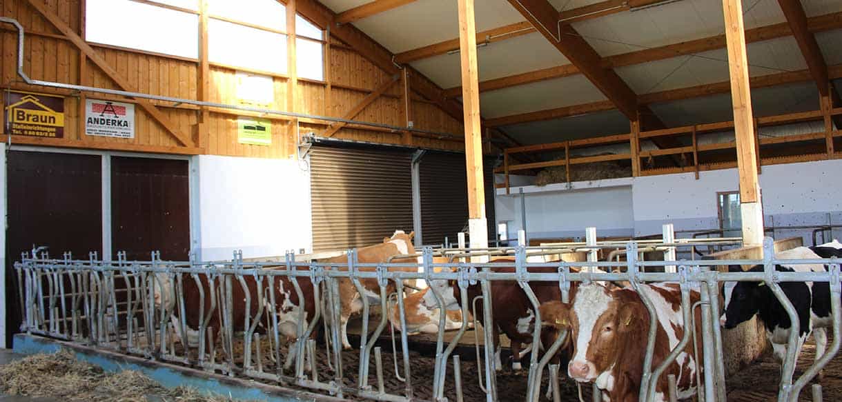 Milchviehstall von Haas Landwirtschaftsbau