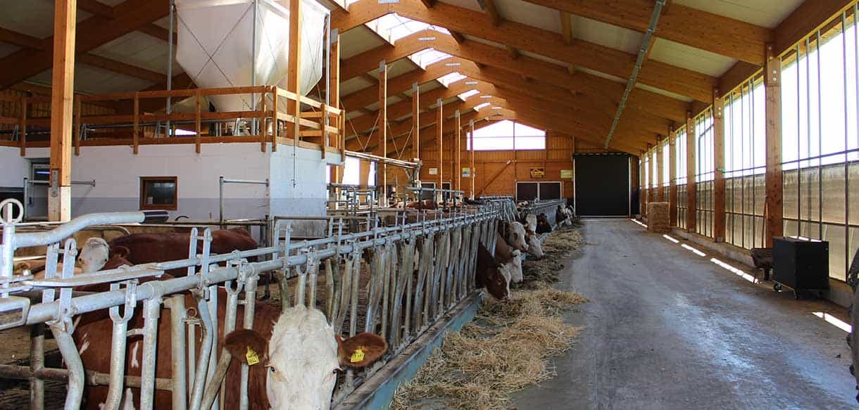 Milchviehstall von Haas Landwirtschaftsbau